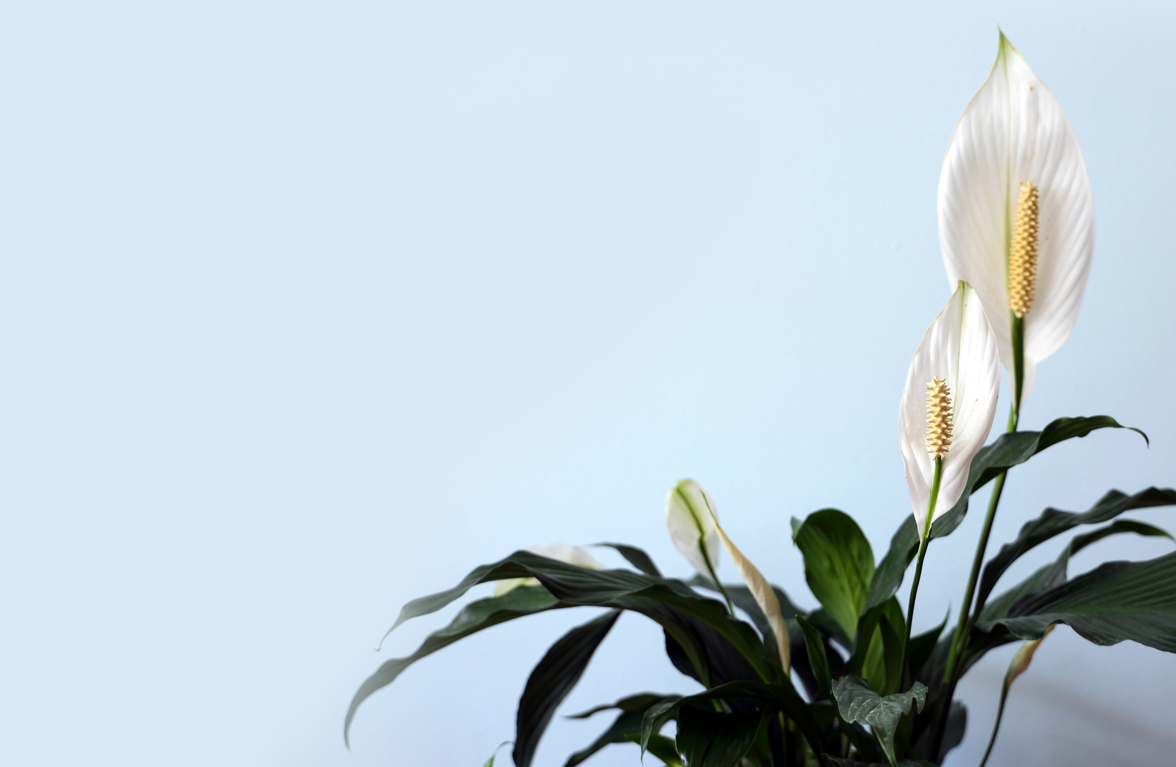peace lilly
