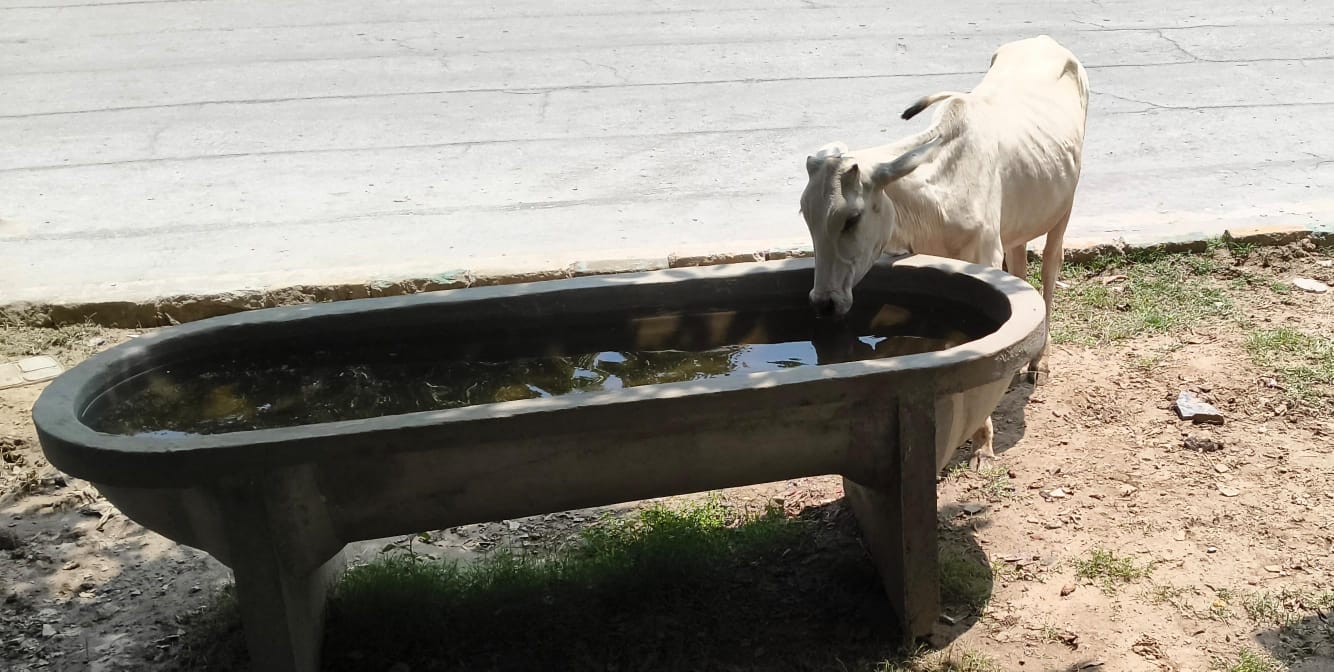 INSTALLING WATER DISPENSERS FOR PUBLIC AND TROUGHS, FOOD CONTAINERS FOR ANIMALS